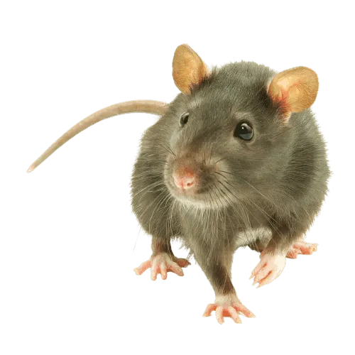 Ratto per servizio di derattizzazione