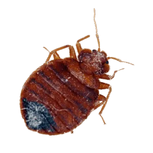Cimice del letto
