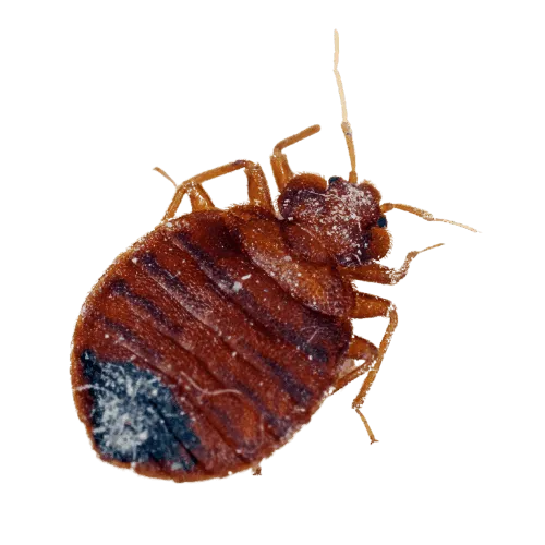 Cimice del letto