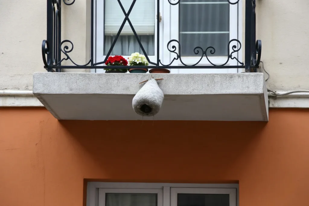 Una massa grigia di carta a forma di pera appesa sotto la soletta di un balcone con ringhiera in ferro battuto e vasi di fiori