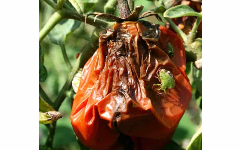 insetti nuovi in italia