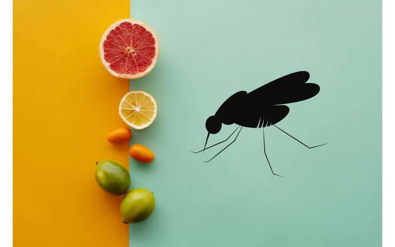 Come eliminare i moscerini